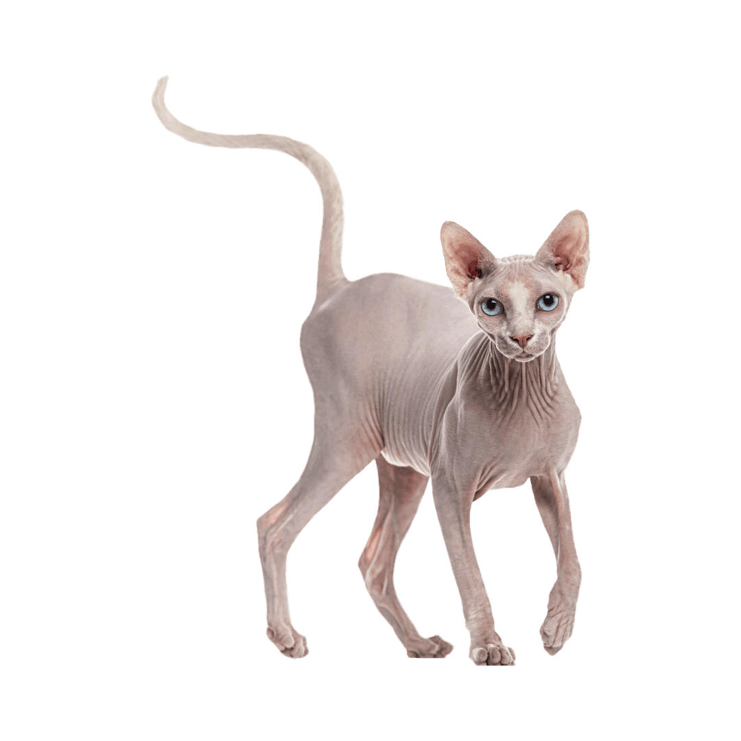 Available Sphynx Kittens FAQS