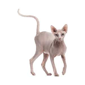 Sphynx Cat Cost