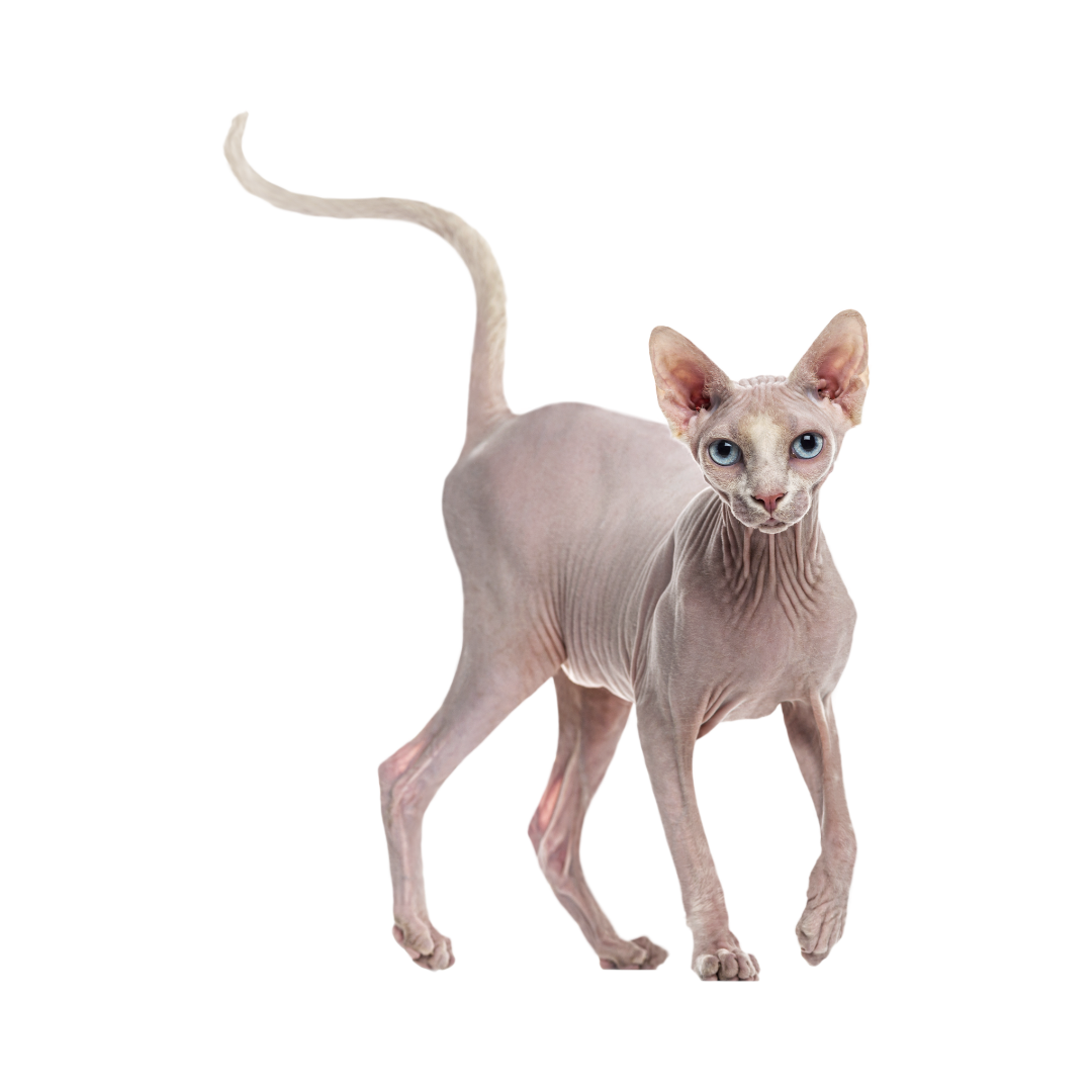 Sphynx Cat Cost