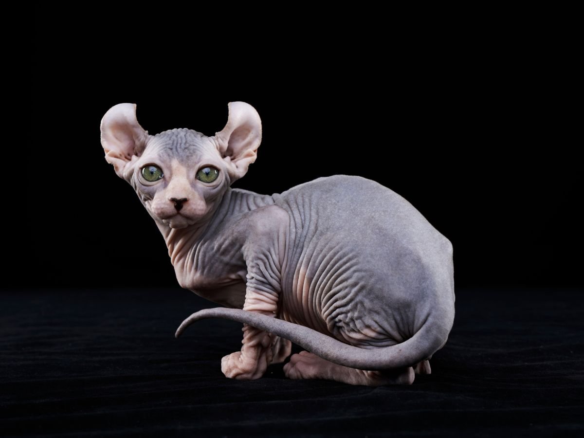 Bringing Home A New Sphynx Kitten