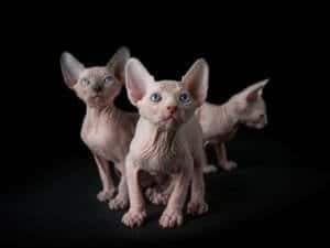 Available Sphynx Kittens