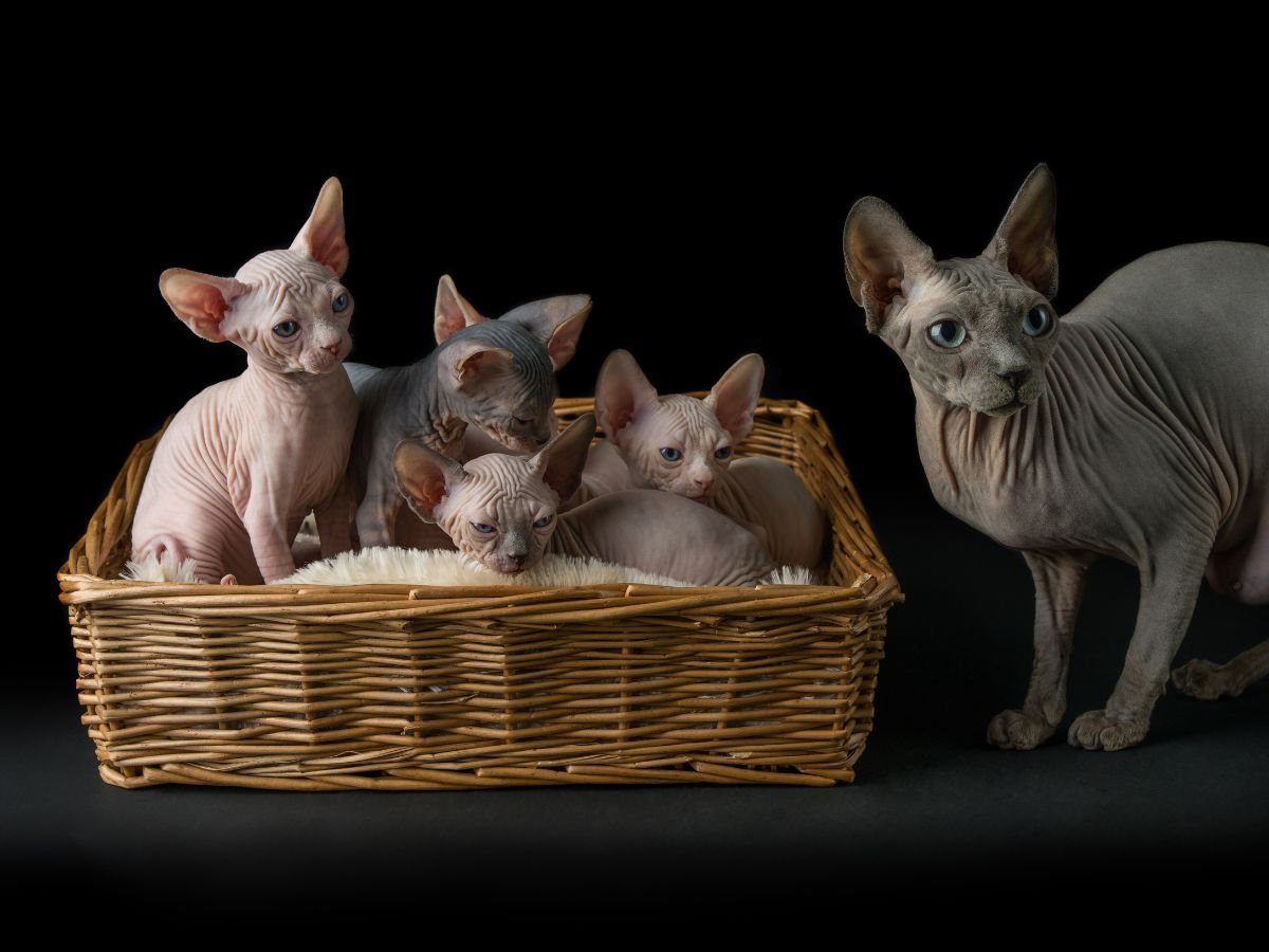 How To Raise a Healthy Sphynx Kitten