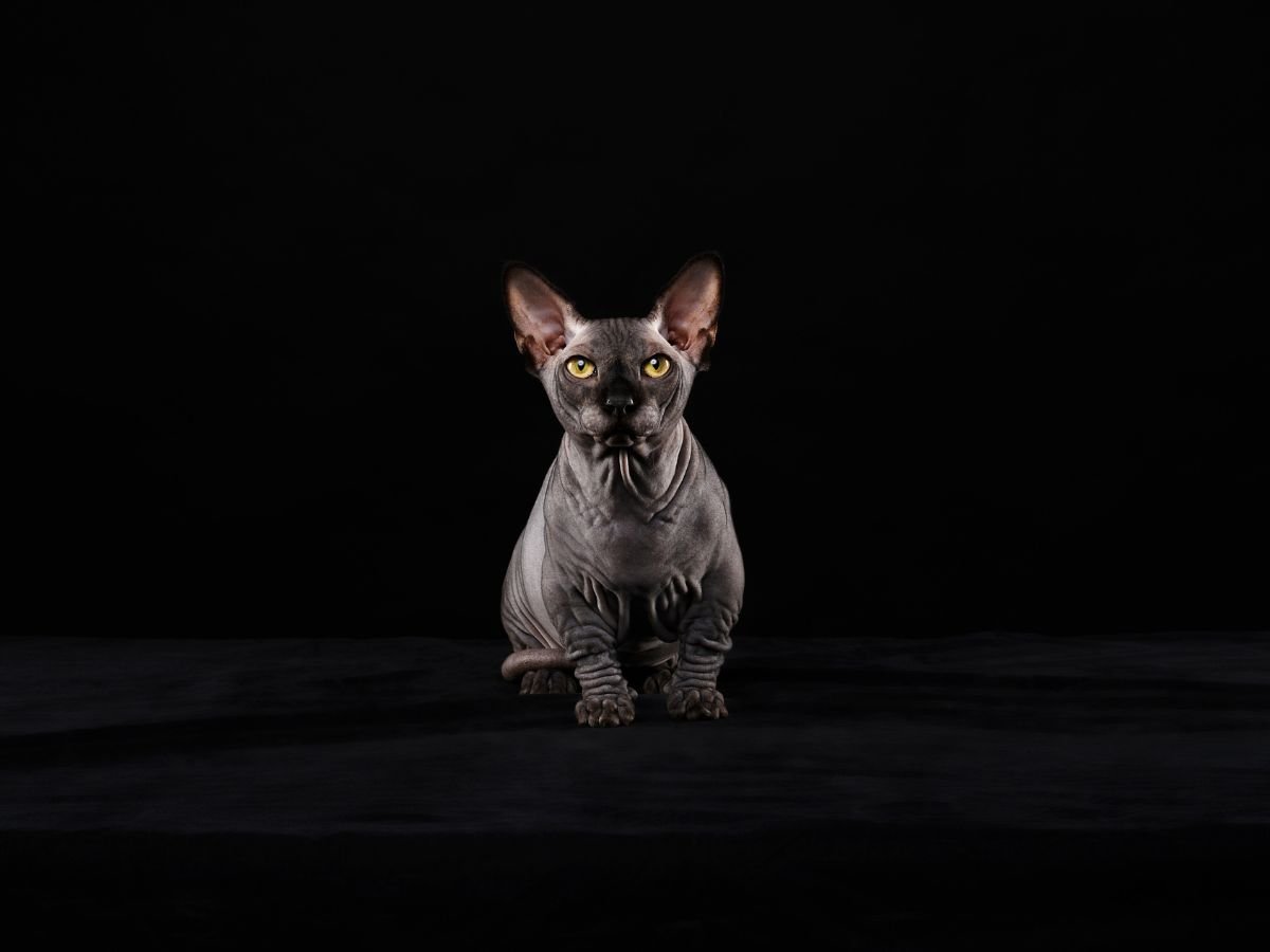 Sphynx Cats Hydration Tips