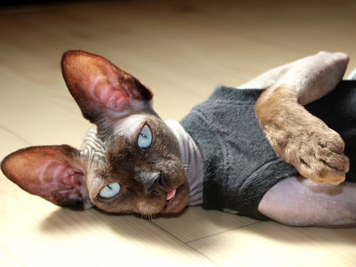 Best Foods for Sphynx Cats:What to Feed Your Hairless Companion