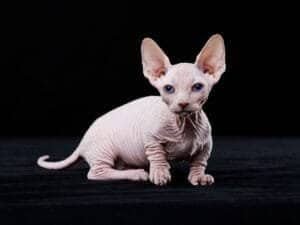 Sphynx Cat Skin Care
