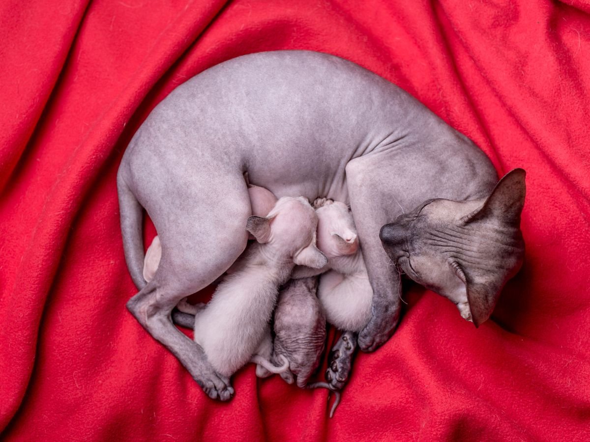 Sphynx Kitten Development Stages