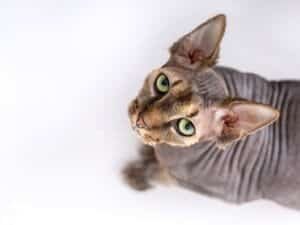 Sphynx Cat Care