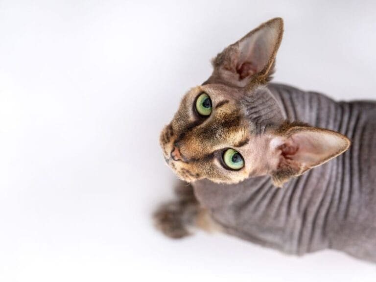 Sphynx Cat Care