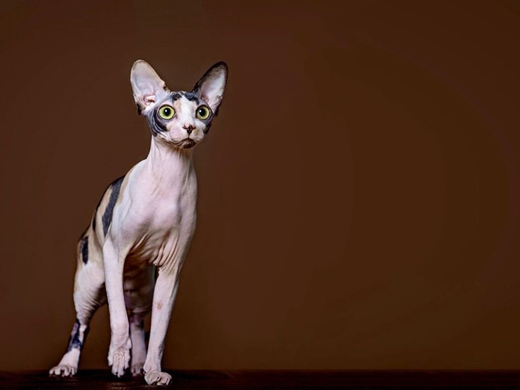 buy a sphynx kitten