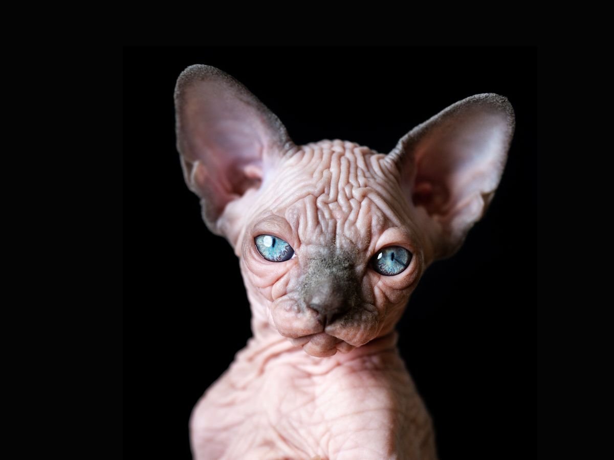 Sphynx Cat Ear Cleaning