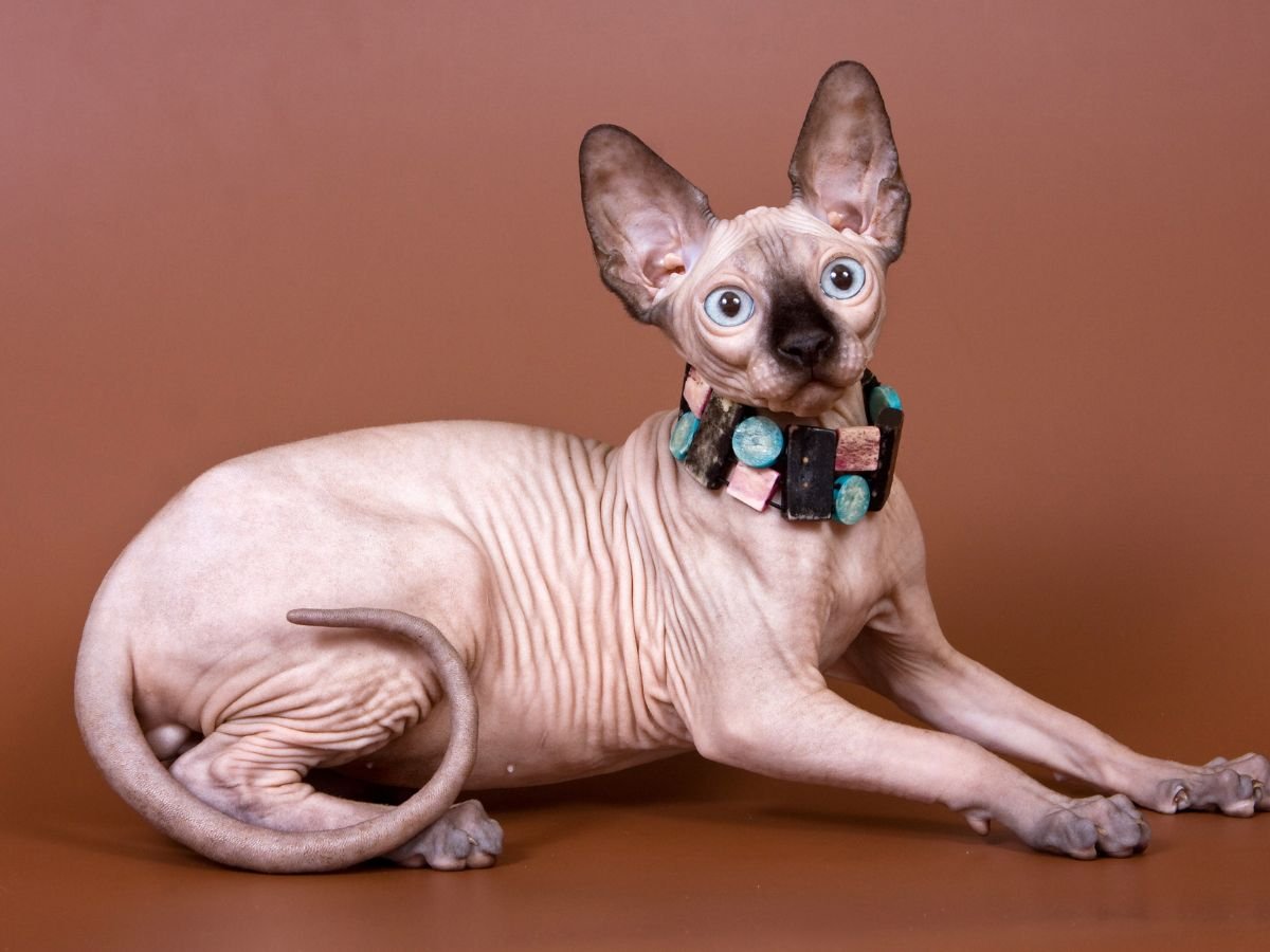 Best Litter for Sphynx Cats: Top Picks for Hairless Cats