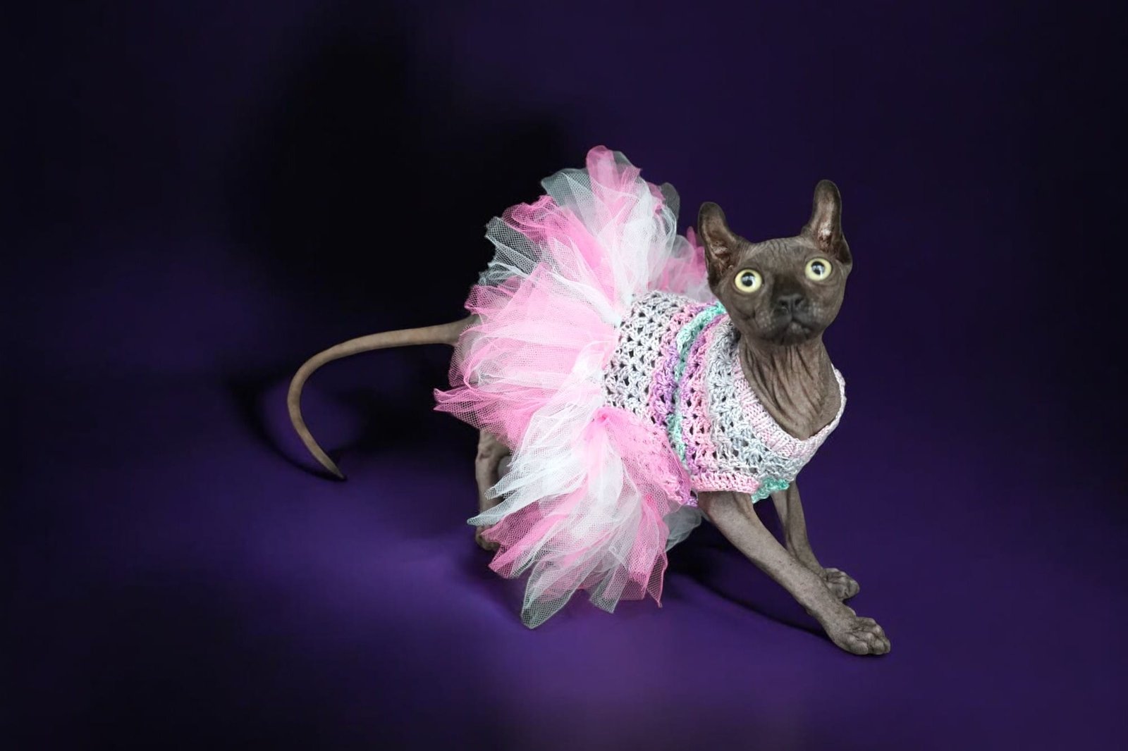 Purradox Merlot in a pink dress