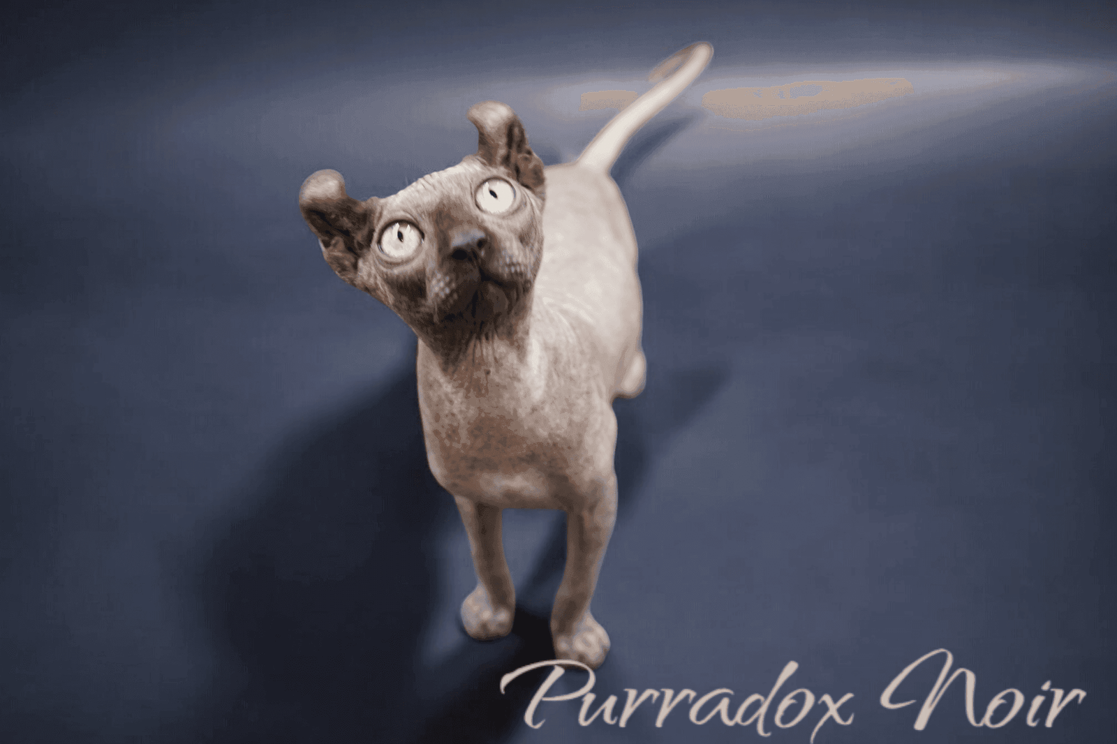 Purradox Noir