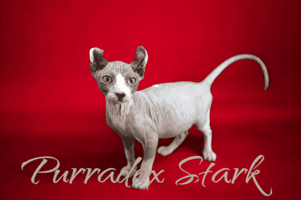 Purradox Stark Sphynx kitten at Purradox Sphynxery