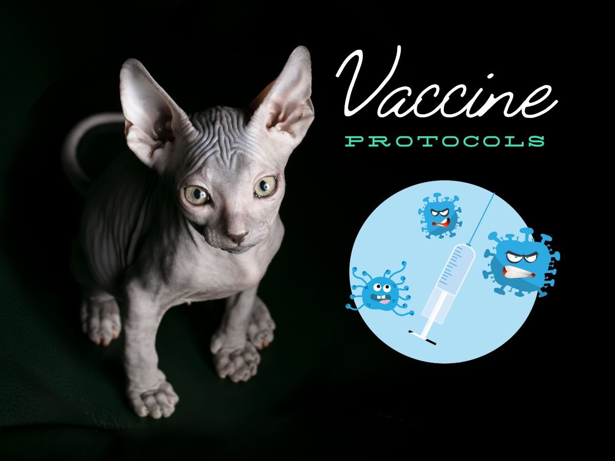 Sphynx Cat Vaccination Schedule: What Shots Do They Need?