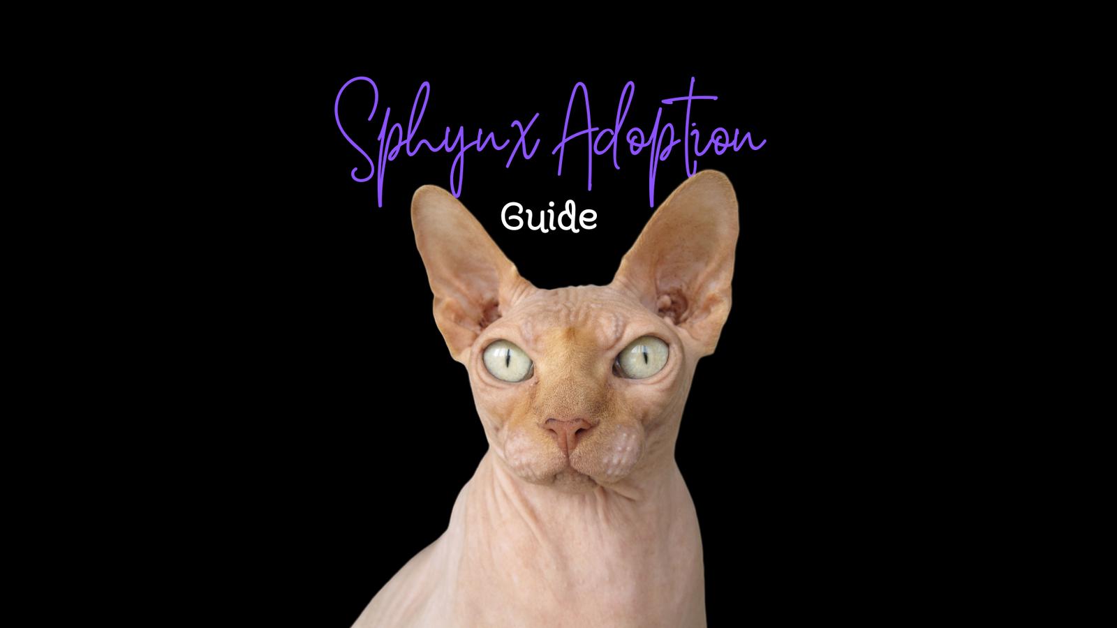 Sphynx Cat Adoption Guide