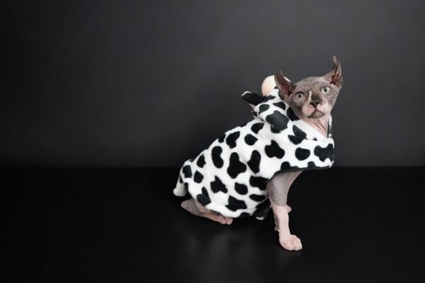 Purradox Brunello in a Cow Costume