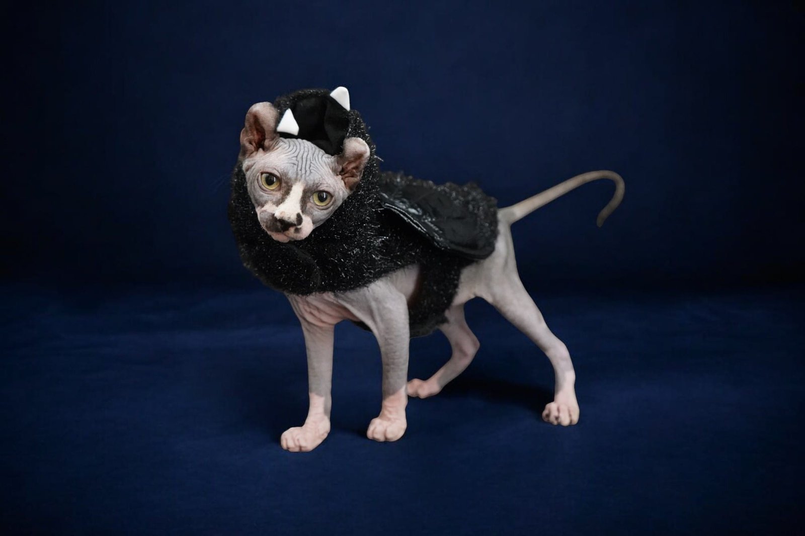 Purradox Elgin Black Bicolor Elf Sphynx