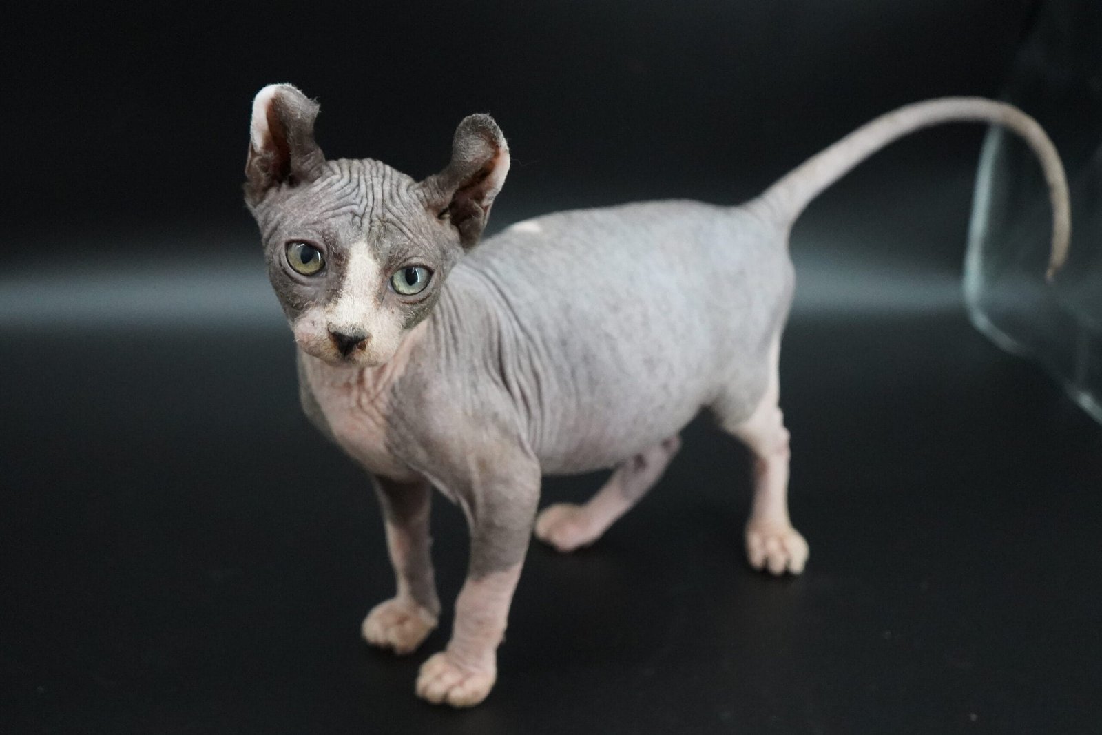 elf sphynx kitten