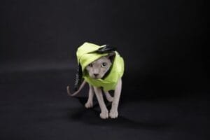 hairless sphynx cats for sale