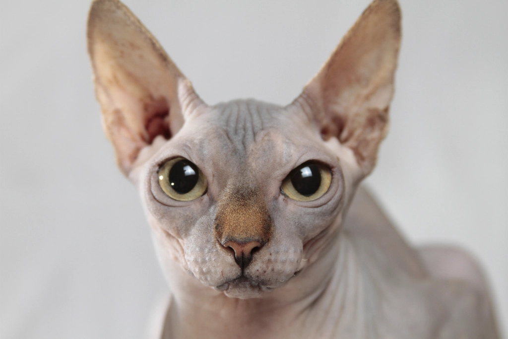 Sphynx cat face closeup