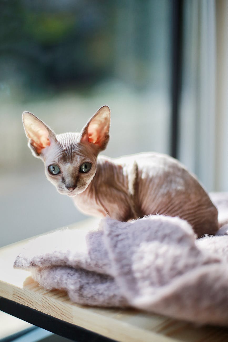 bald cat on table