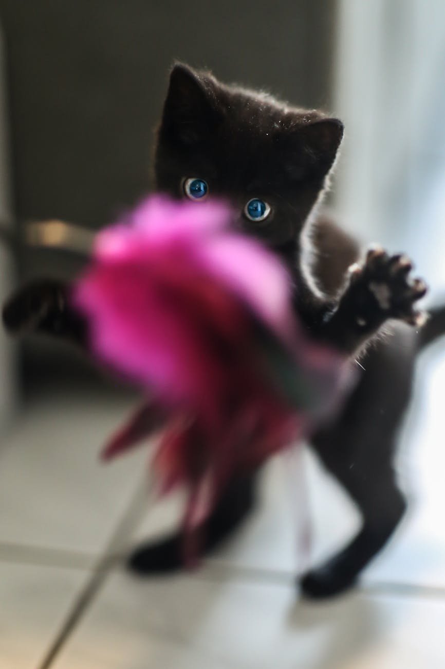 black kitten standing