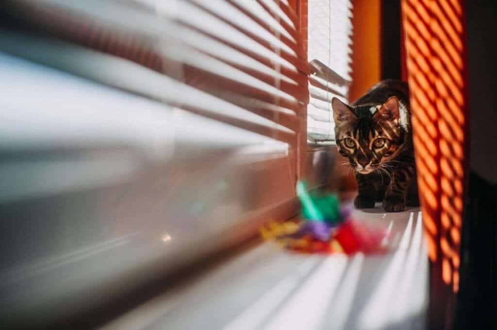 a bengal kitten on a windowsill