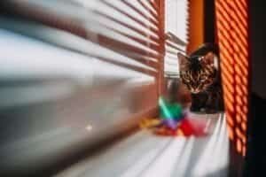 a bengal kitten on a windowsill
