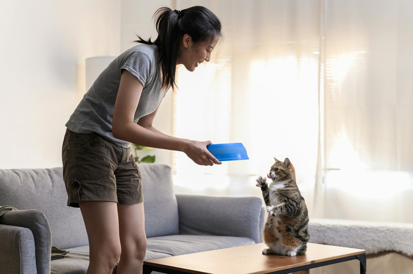 young asian woman cat owner giving food to her cute domestic cat at home adorable shorthair cat be feed by owner in living room human and pet relation domestic lifestyle concept focus o