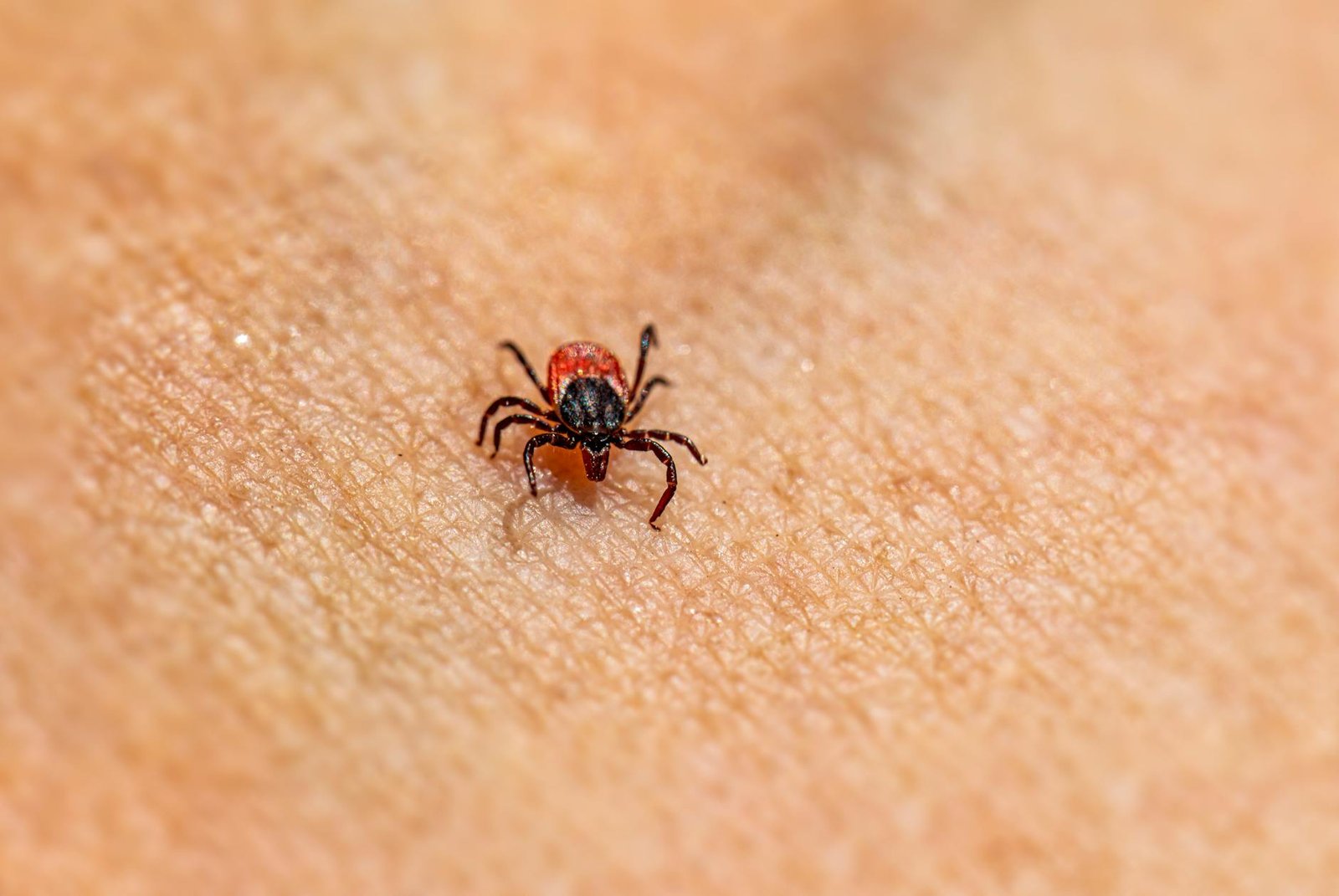 tick on skin