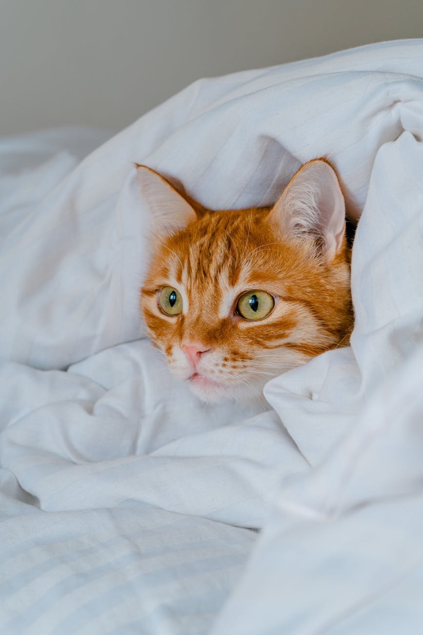 an orange cat wrapped in a white duvet