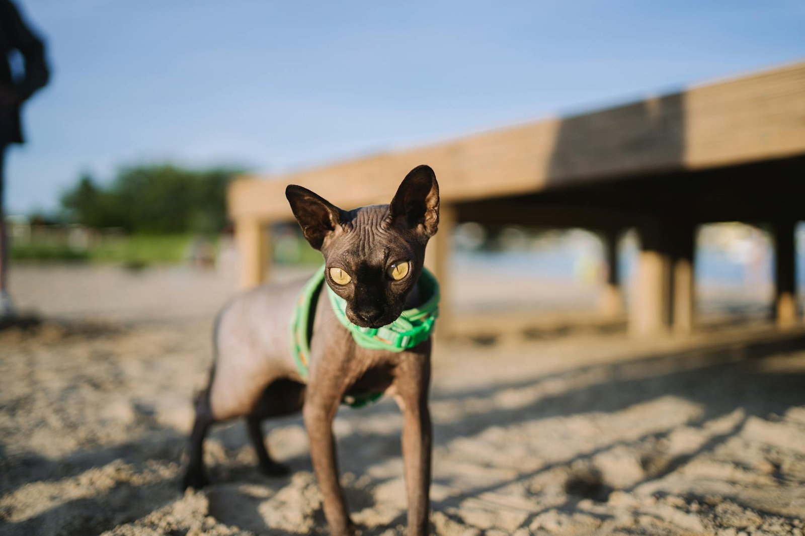 sphinx cat on beach