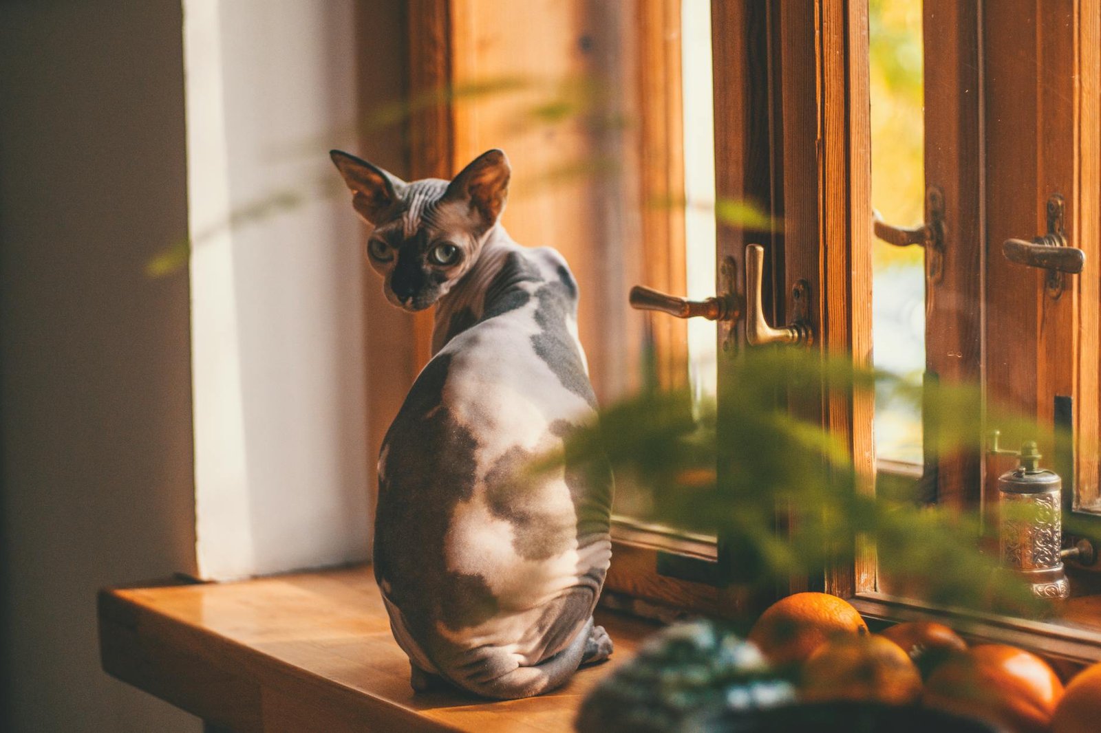 cat on window