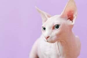 white cat with violet background