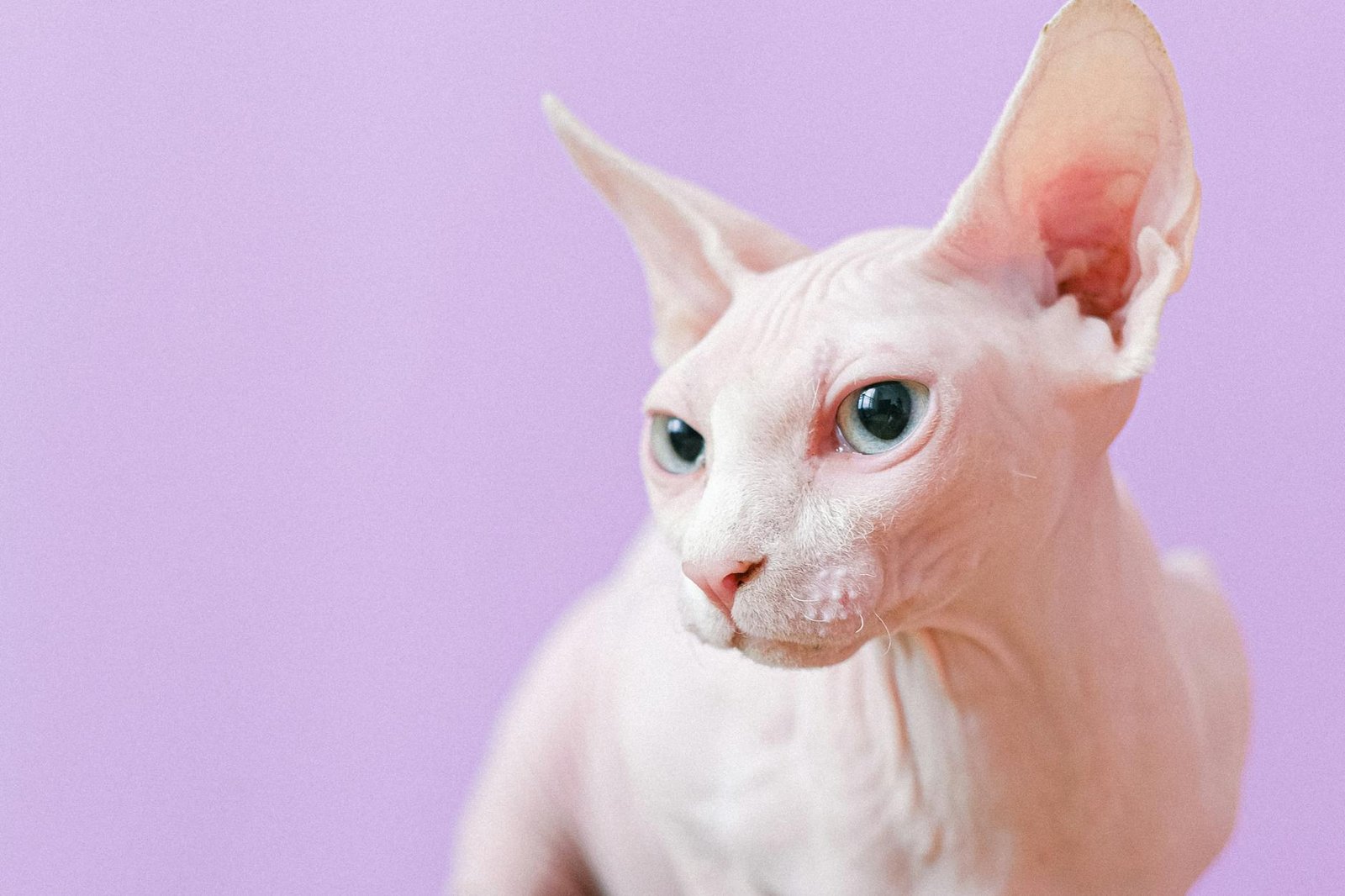 white cat with violet background