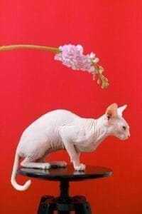cat on a bar stool