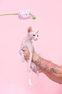 person holding a sphynx cat