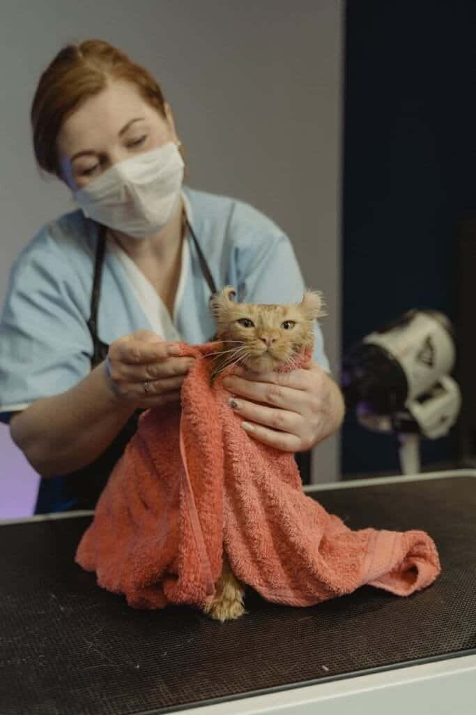 man in blue dress shirt holding brown tabby cat