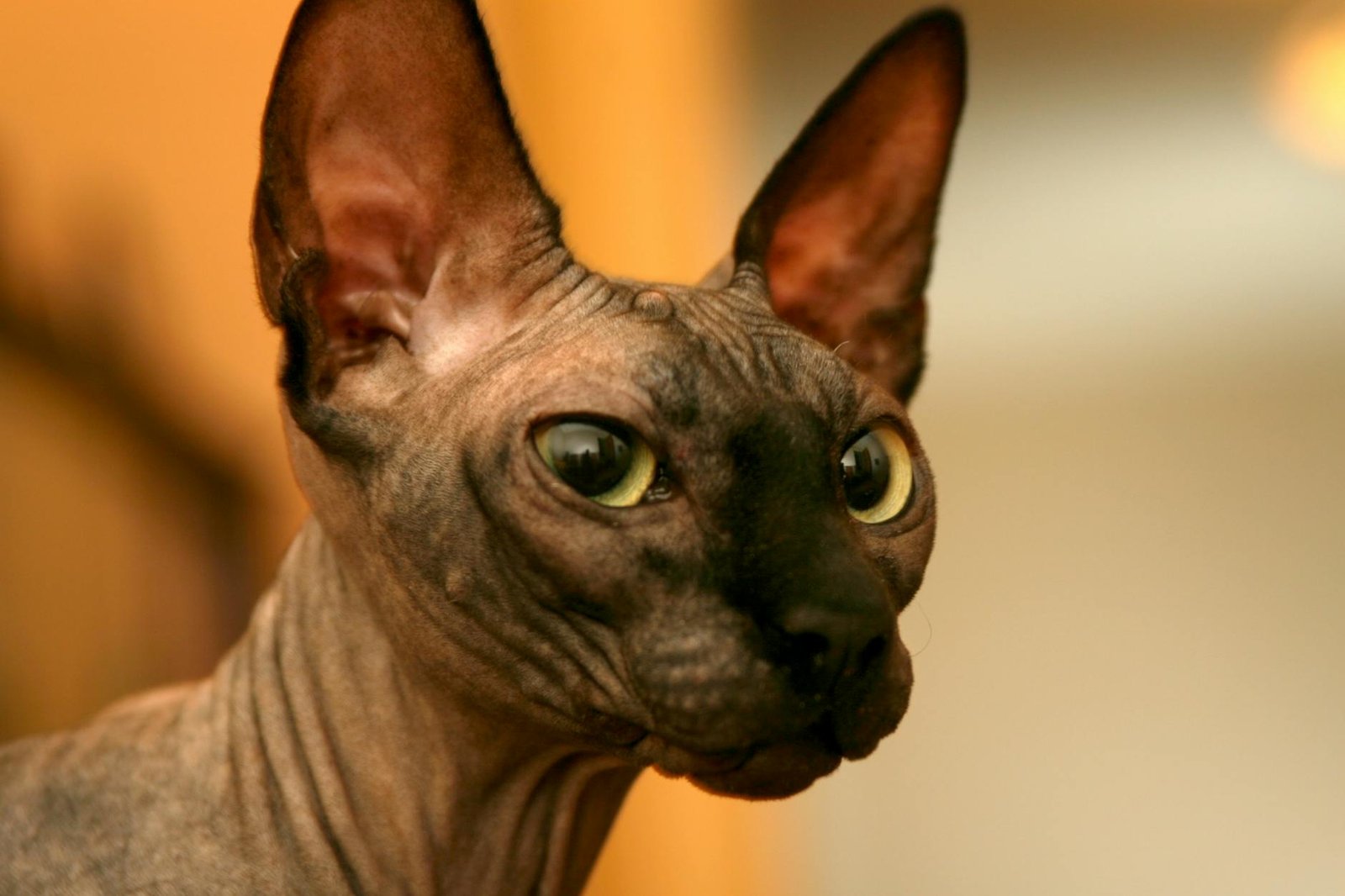 brown sphynx cat in close up photography