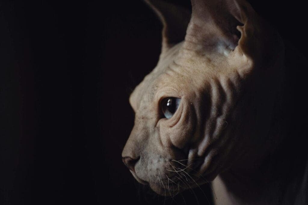 sphynx kittens for adoption