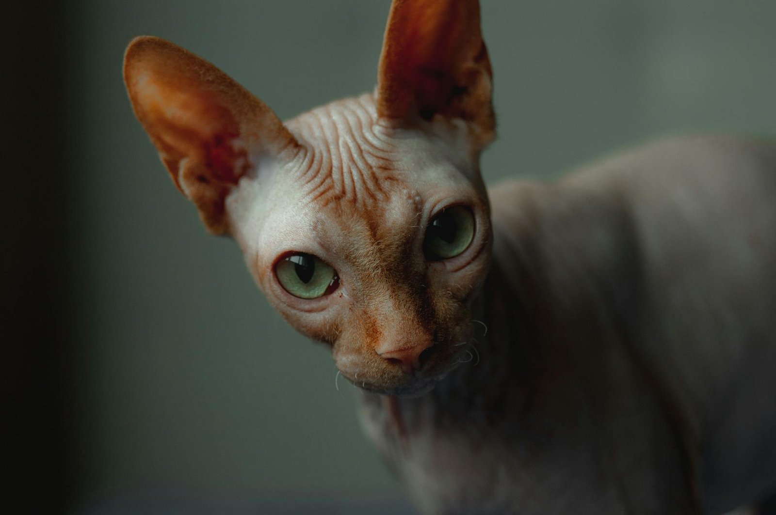 portrait of sphynx cat