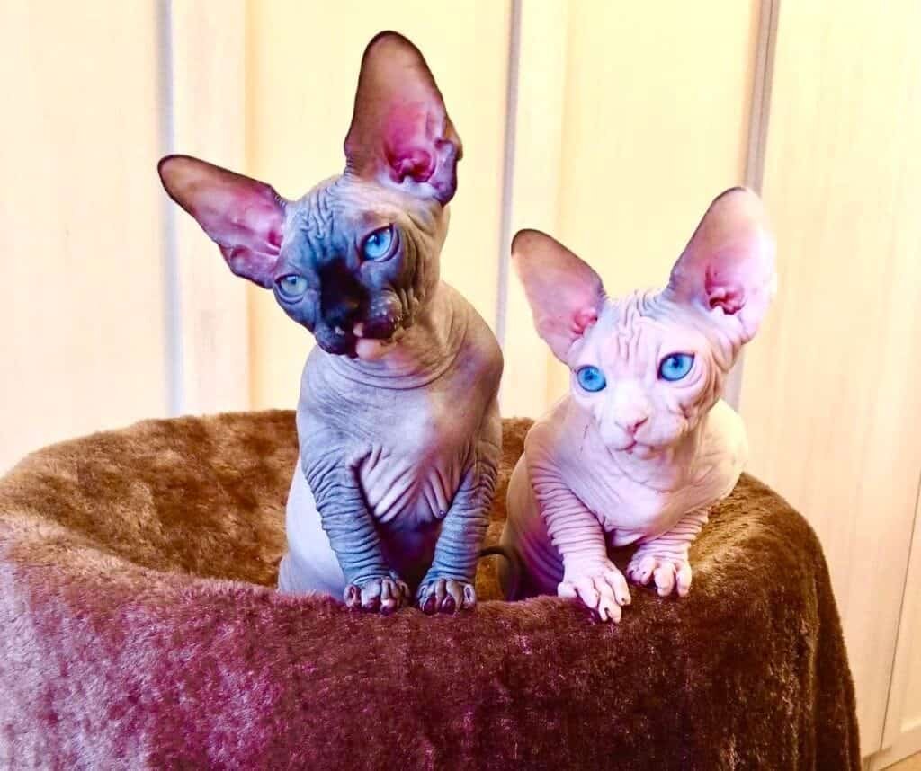 15 Best Sphynx Cat Colors And Patterns Purradox Sphynxery