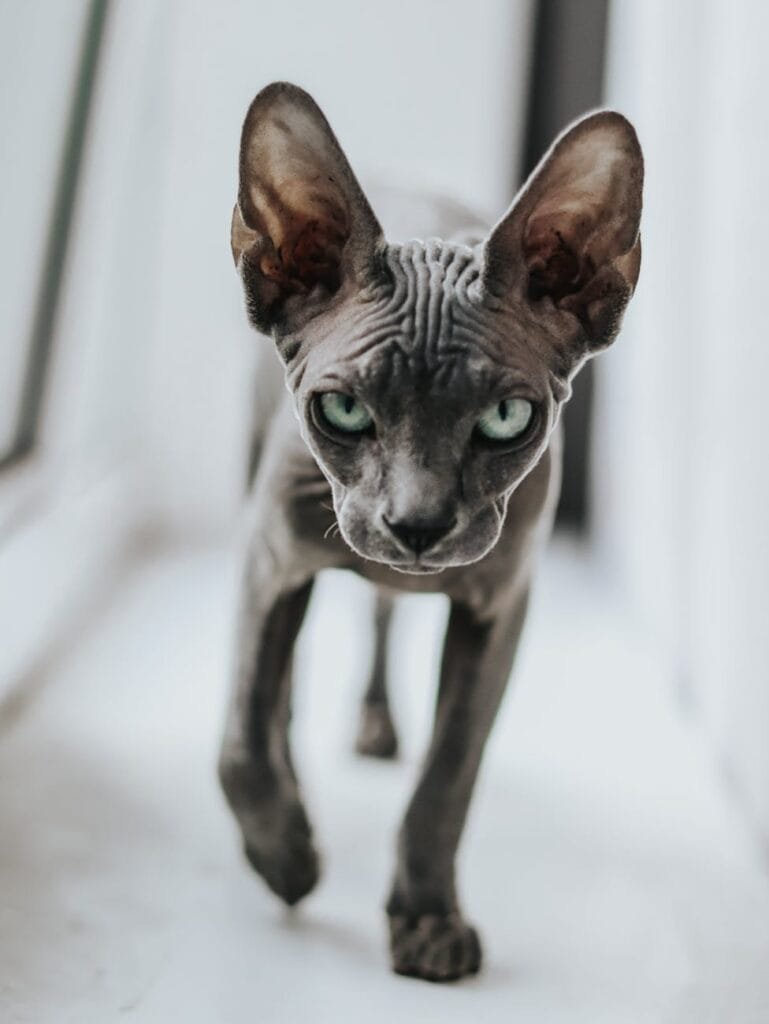 adopting a hairless cat