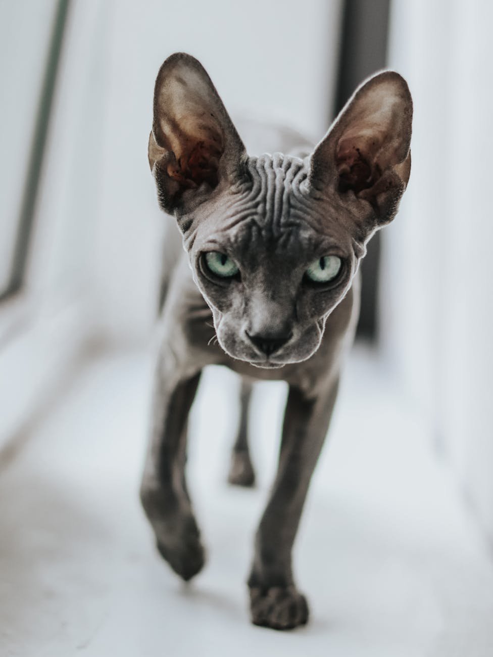 close up shot of a sphynx cat