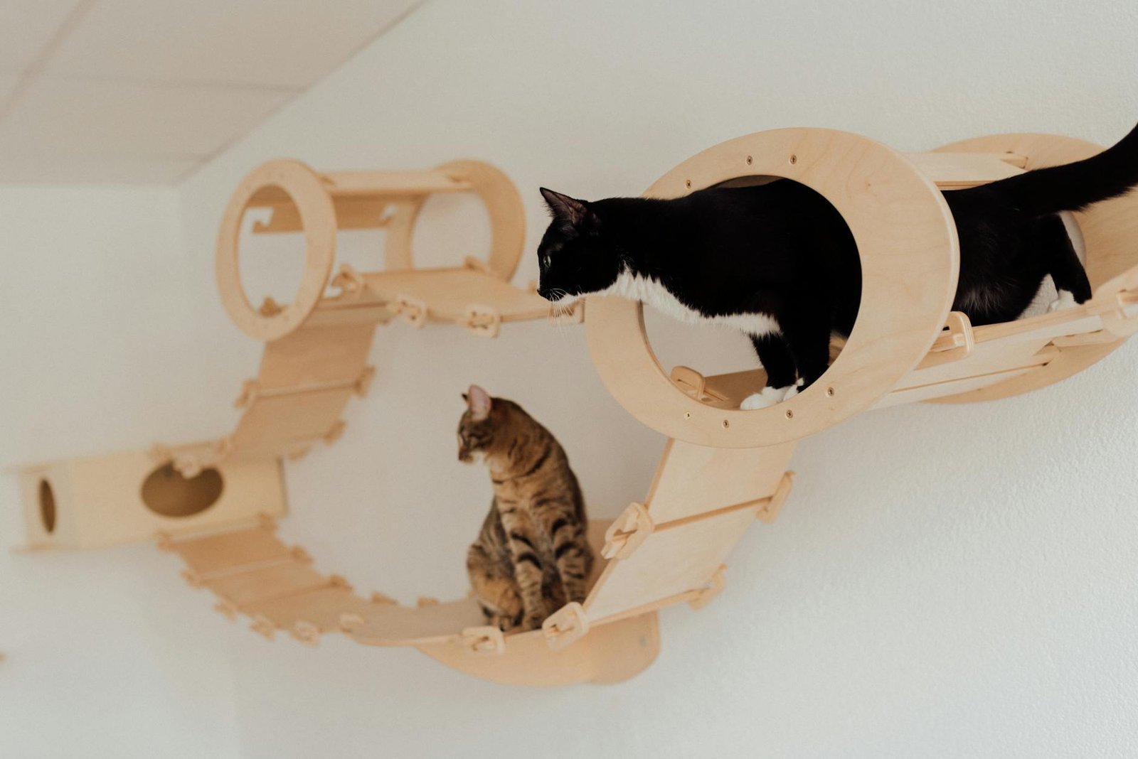 cats standing on the wooden platform mounted on the wall