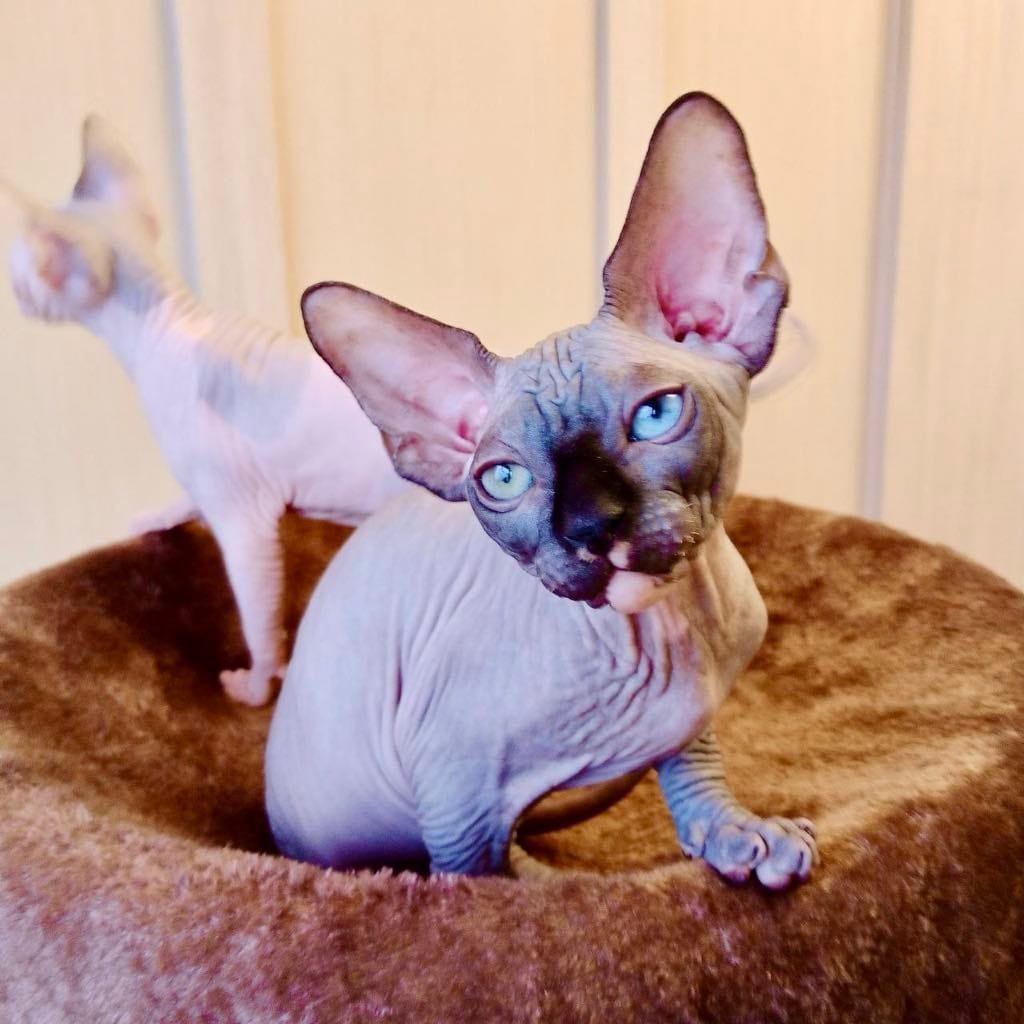 sphynx kittens for sale near you