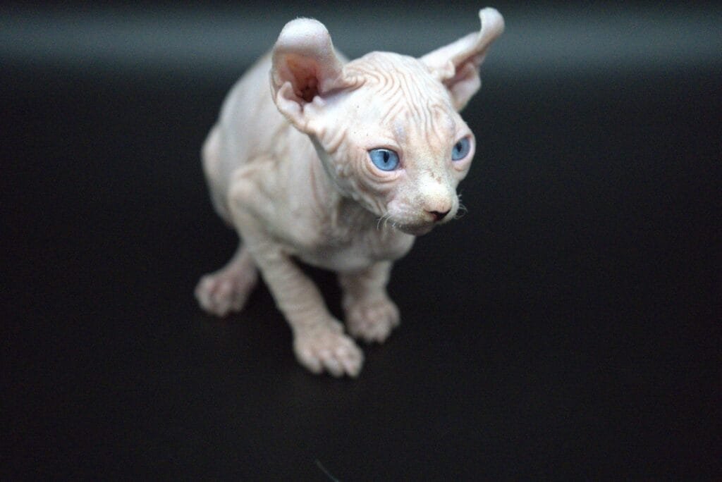 sphynx cat breed