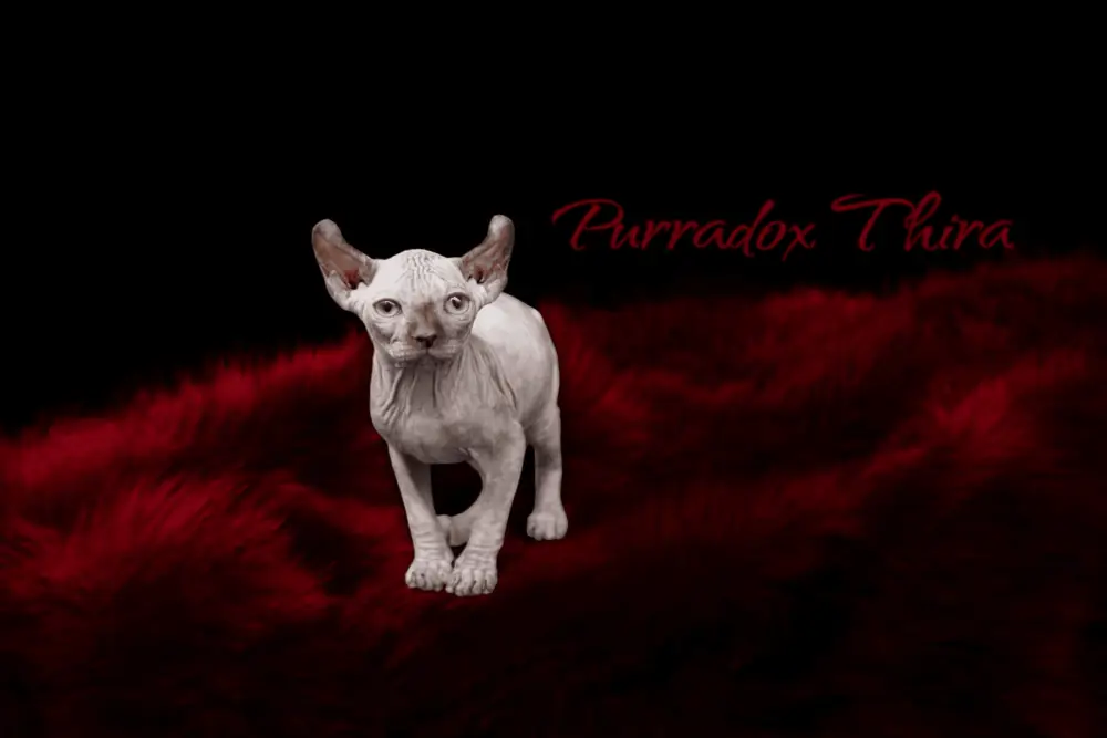 Purradox Thira Chocolate Tortie Elf Sphynx