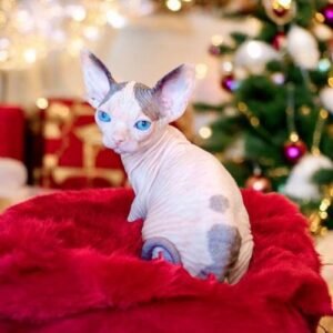 Canadian Sphynx Kittens for Sale